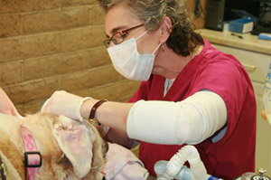 vet dentistry